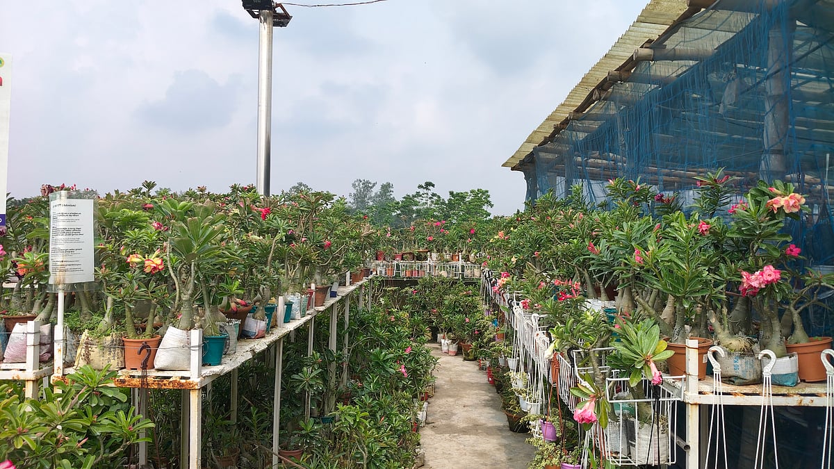 সারি সারি টব, বাহারি ফুল, বনসাই, ক্যাকটাস, অর্কিড, সাকুলেন্ট, অ্যাডেনিয়াম—কী নেই শারমিনের ছাদবাগানে। সম্প্রতি রাজশাহী নগরের মোহনপুর এলাকায়