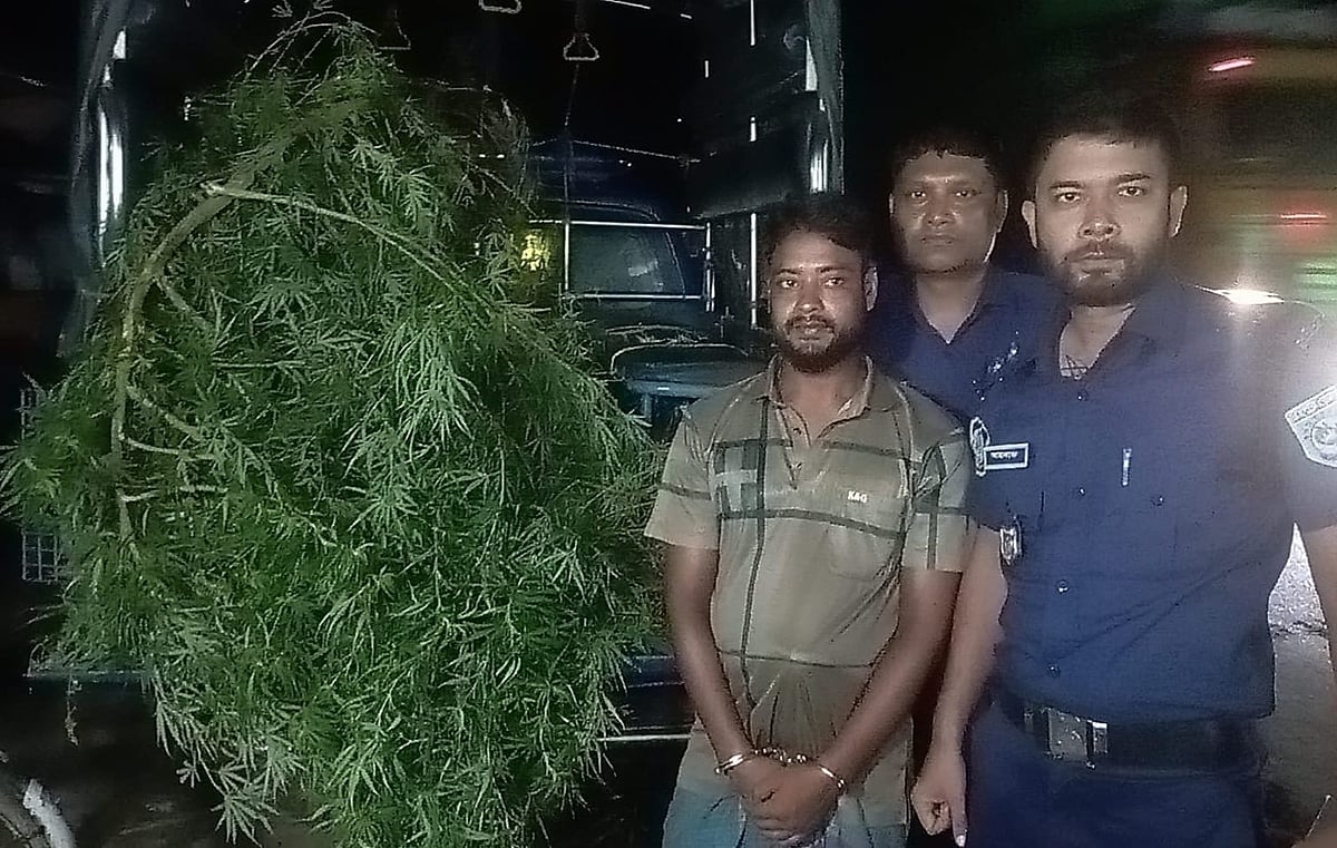 দিনাজপুরের ঘোড়াঘাটে বাড়ির আঙিনায় আদা চাষের আড়ালে গাঁজা চাষের অভিযোগে গ্রেপ্তার আবু তালেব। গতকাল রাতে দুটি গাঁজাগাছসহ তাঁকে আটক করে পুলিশ