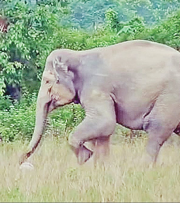 ফুটবল খেলছে বুনো হাতি