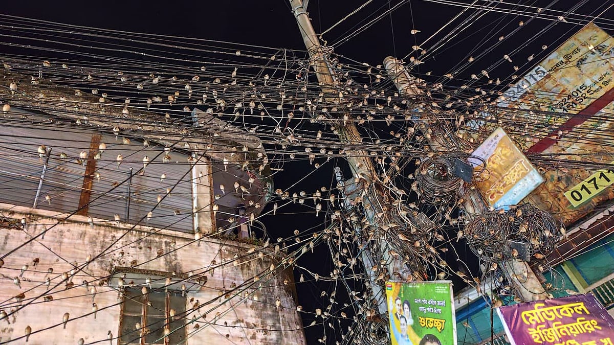 বৈদ্যুতিক তারে বসা শত শত চড়ুই পাখি। রোববার সন্ধ্যায় নওগাঁ শহরের পুরোনো বাসস্ট্যান্ড এলাকায় জলিল মার্কেটের সামনে