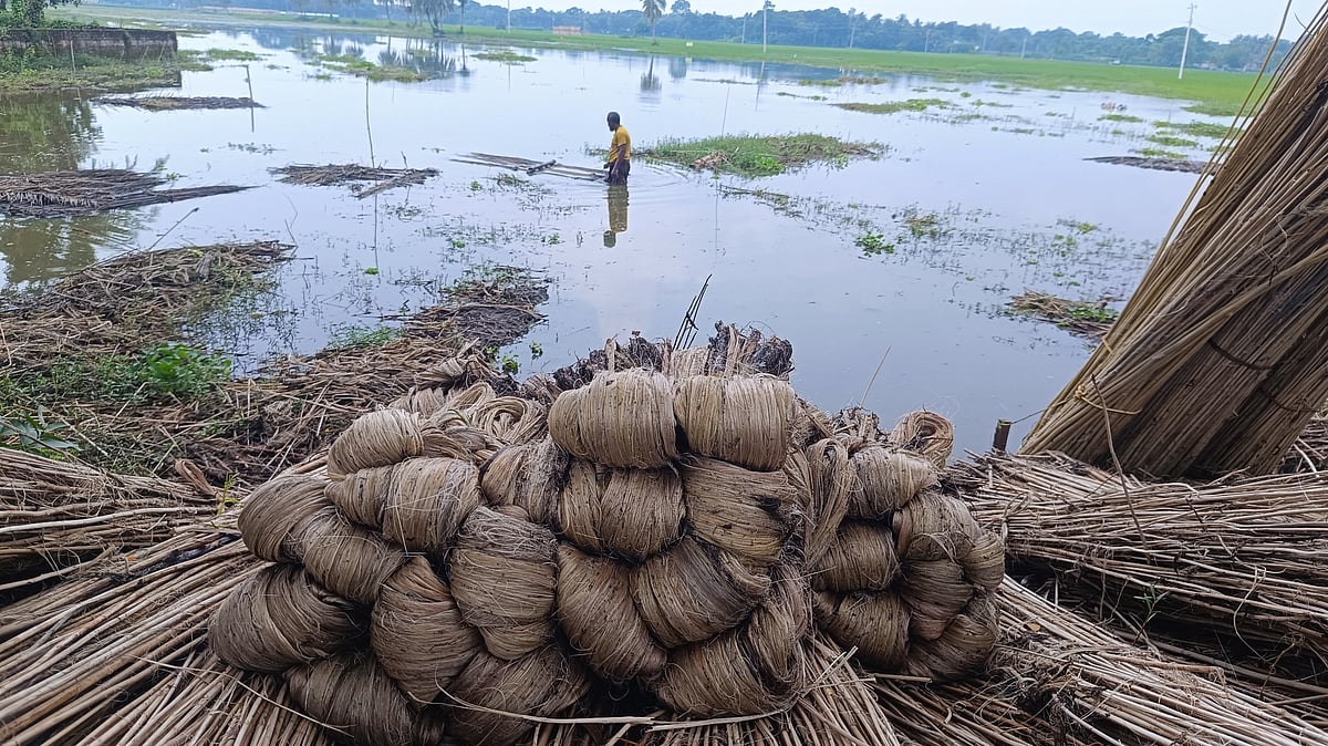 জলাবদ্ধ নিচু জমিতে পাট জাগ দেওয়ার উপযোগী পরিবেশ তৈরি হওয়ায় স্বস্তি ফিরেছে কৃষকদের মাঝে। সাতক্ষীরা-যশোর সড়কের পাশের বিলে