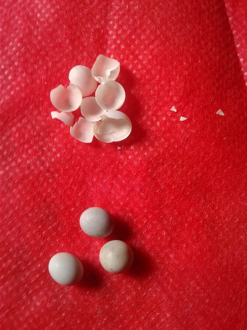 টিকটিকির ডিম