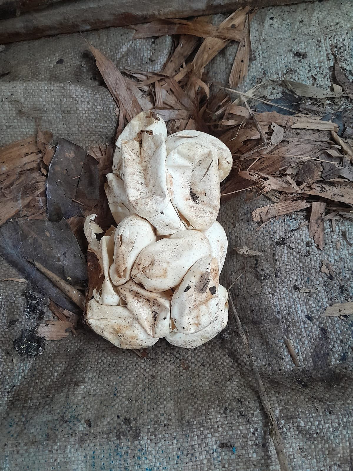 সাপের ডিম
