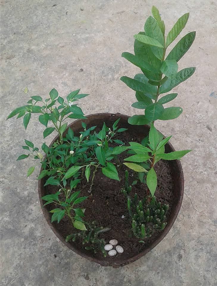 অঞ্জনের ডিম
