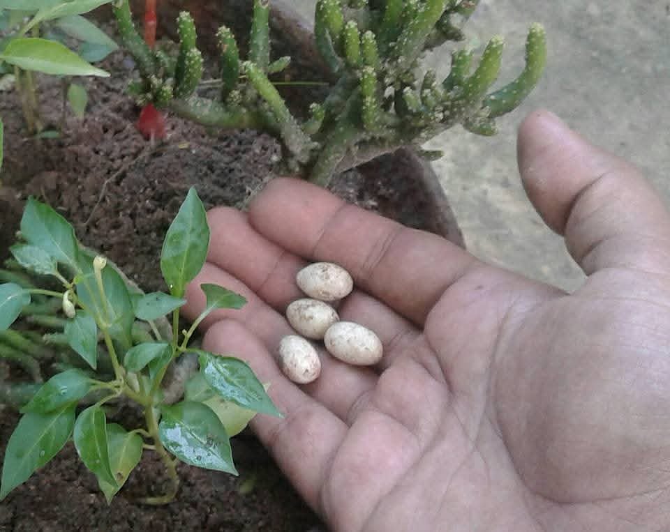 অঞ্জনের ডিম
