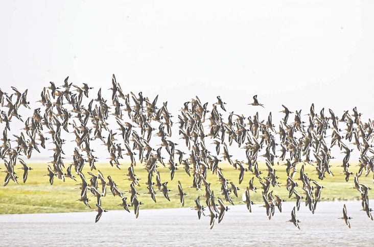 মেঘনার গাঙ্গুইরার চরে একঝাঁক কালোলেজ জৌরালি