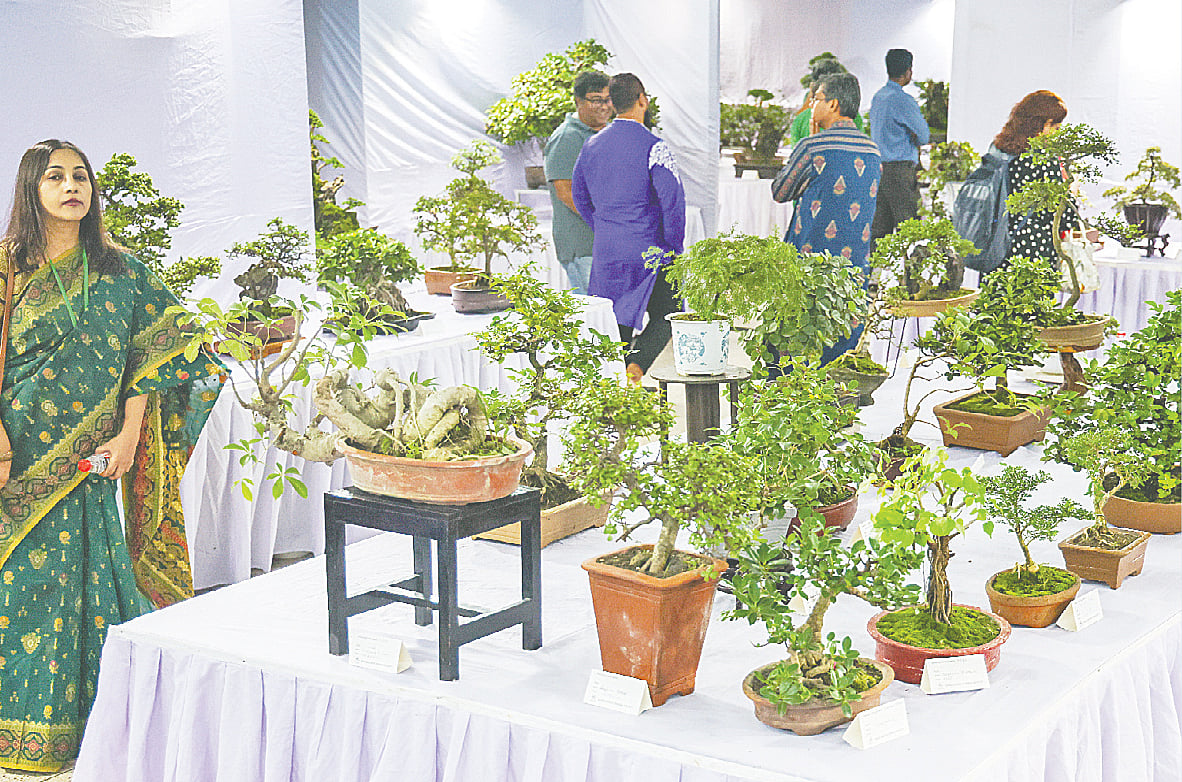 কামিনীর বনসাইয়ের দাম ৬ লাখ টাকা