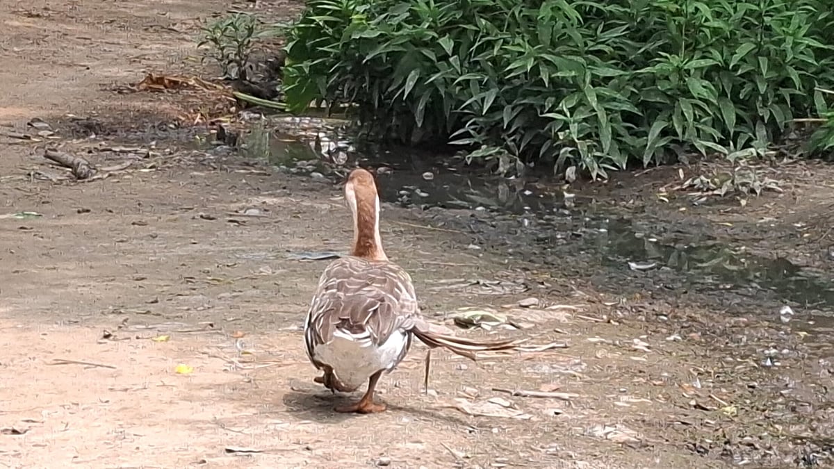 Raja's 24 years old, still a family income
