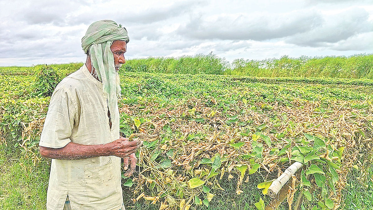 La perte de cultures à Pamma à Rajshahi
