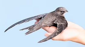 Cet oiseau pourrait voler pendant 10 mois.