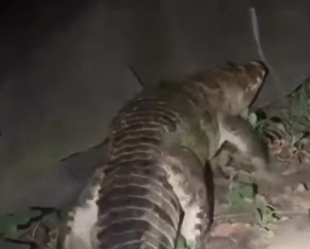 Nairjganj میں منظم شکاری، کوئی نہیں جانتا