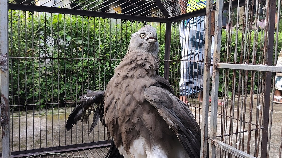 Couldn't fly, rescue from the garden is rare 'Podoy-Karai'