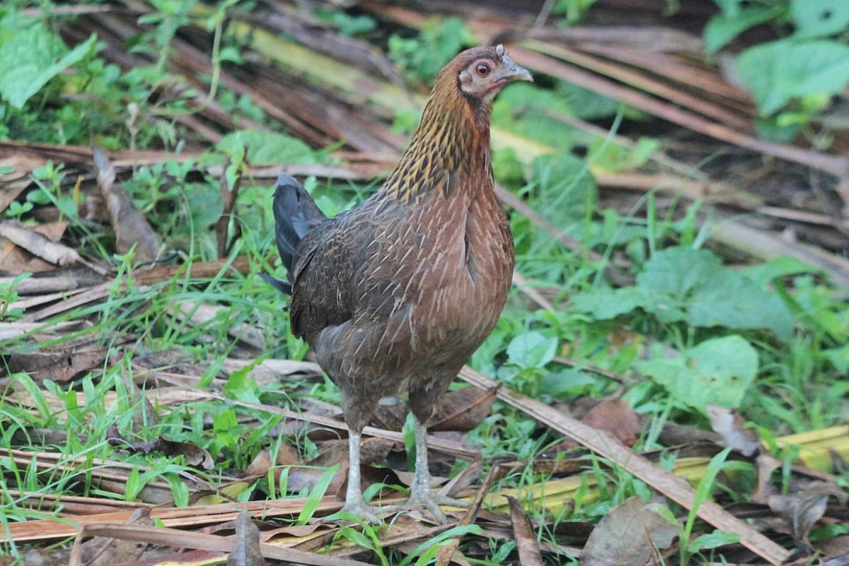 La vie de Kunmurgi sur un coin de colline