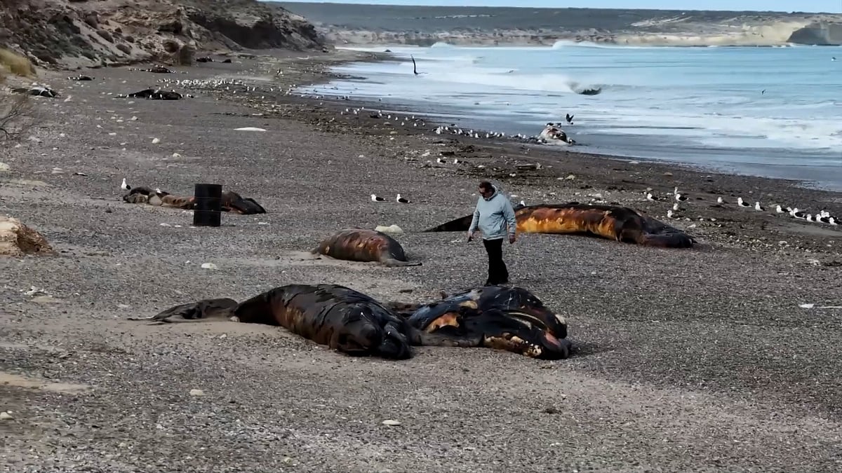 Hay una ballena muerta flotando en la playa, locales asustados.