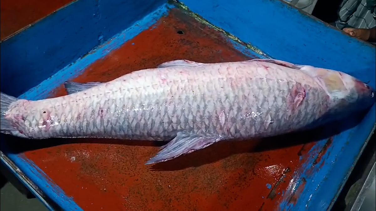 মেঘনায় ধরা পড়ল ২৪ কেজির বিশাল ব্ল্যাক কার্প, ১৭ হাজারে বিক্রি