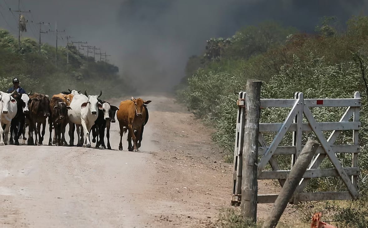 How many carbon emissions Bangladesh produces