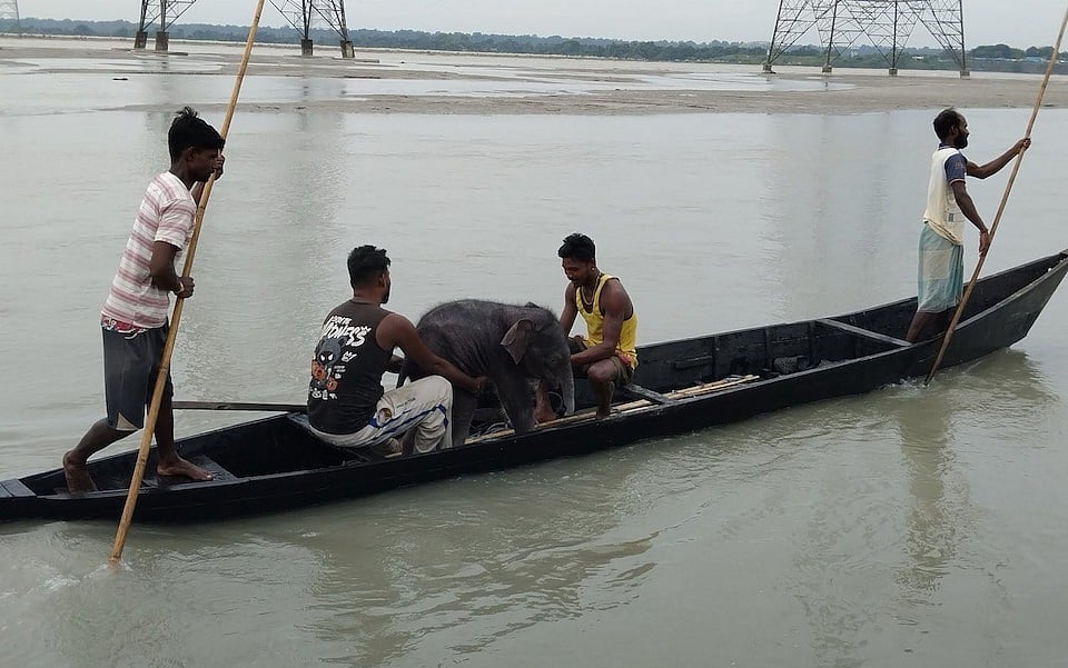 Alcanzar pequeños elefantes en el río es la madre cerca del elefante.