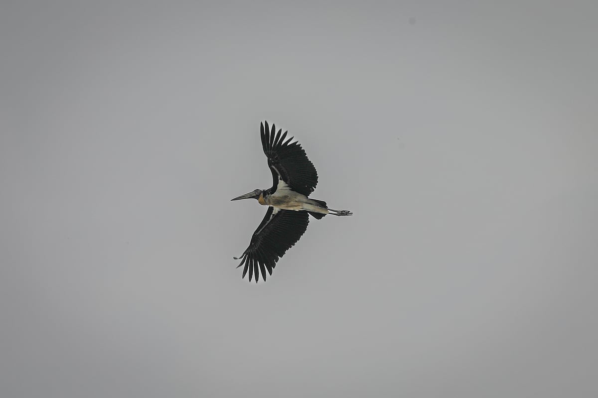 ডিমের চরে সৌন্দর্য