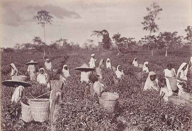 'Vamos a conseguir la planta de té-bubgan' Qué pasó en 1921