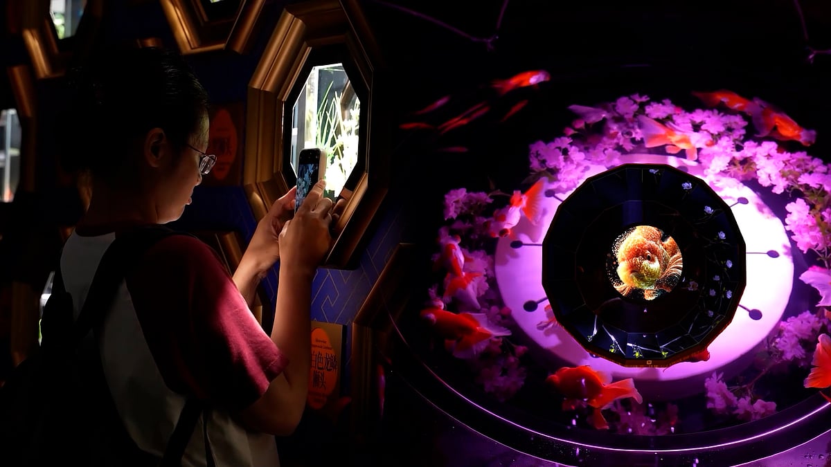 El Aquorium de China es como un nuevo mundo de Goldfish