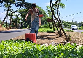 সড়কদ্বীপের জারুল, সোনালু, রাধাচূড়া, করবী গাছ কেটে সবজির চাষ