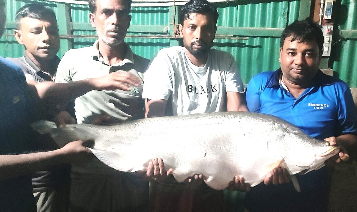 নাটোরে বড়শিতে ধরা পড়ল সাড়ে ১৩ কেজি ওজনের চিতল মাছ