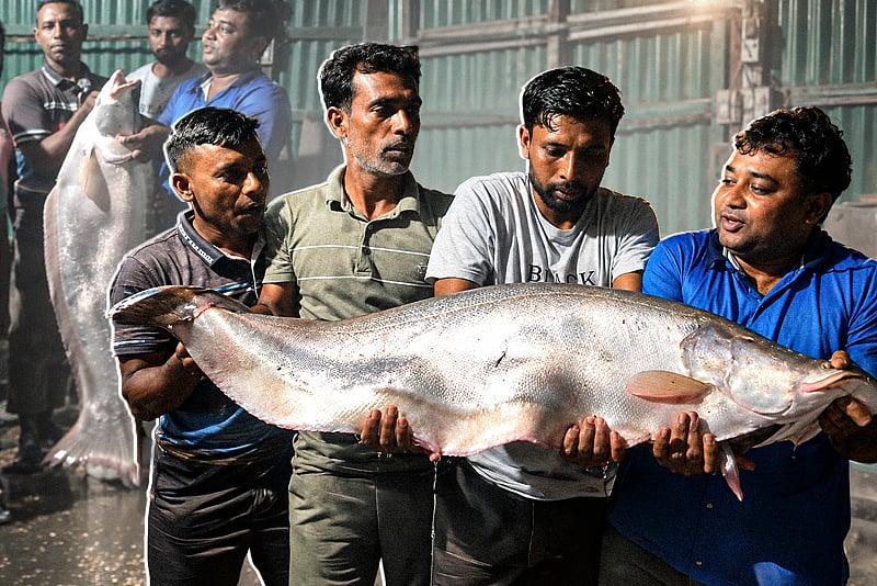 The bigshi has been caught with 13 kilos of weight.