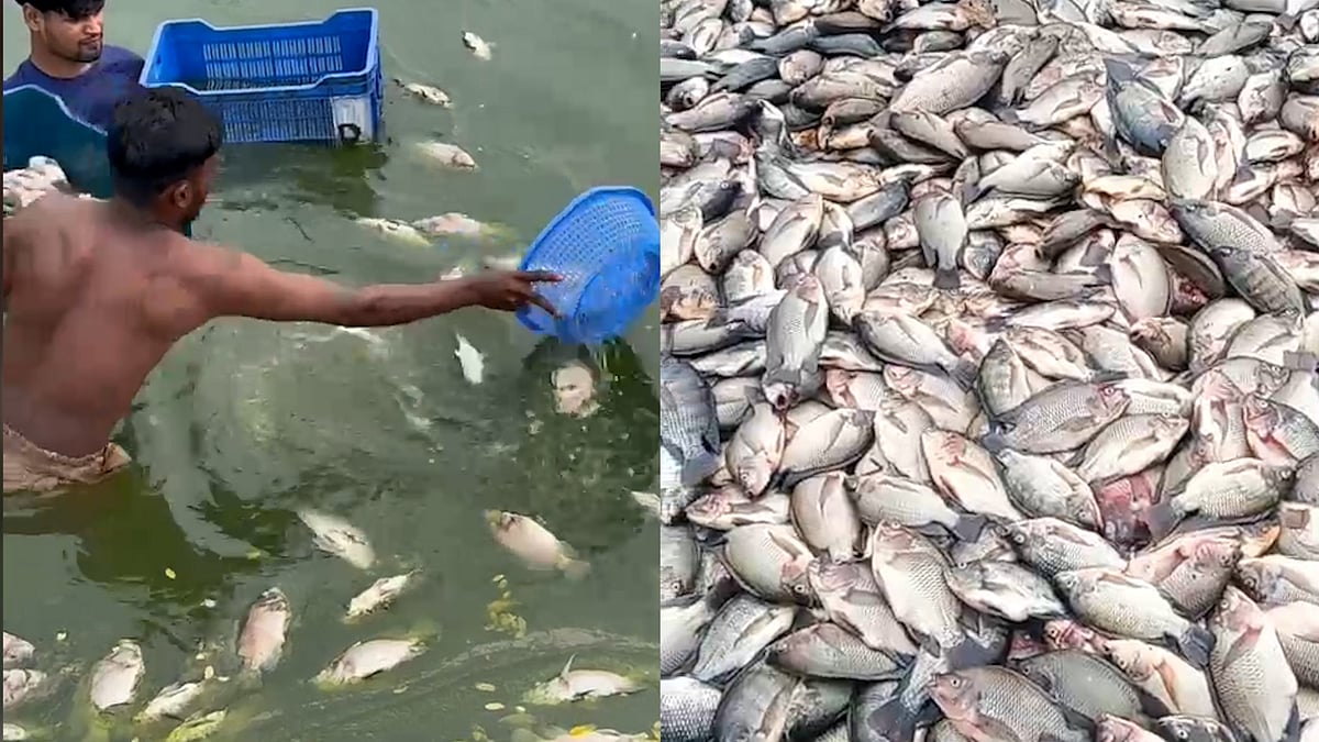বিক্রির আগের দিন ৪০ বিঘা খামারে ভেসে উঠল মরা মাছ, দেখে অসুস্থ খামারি