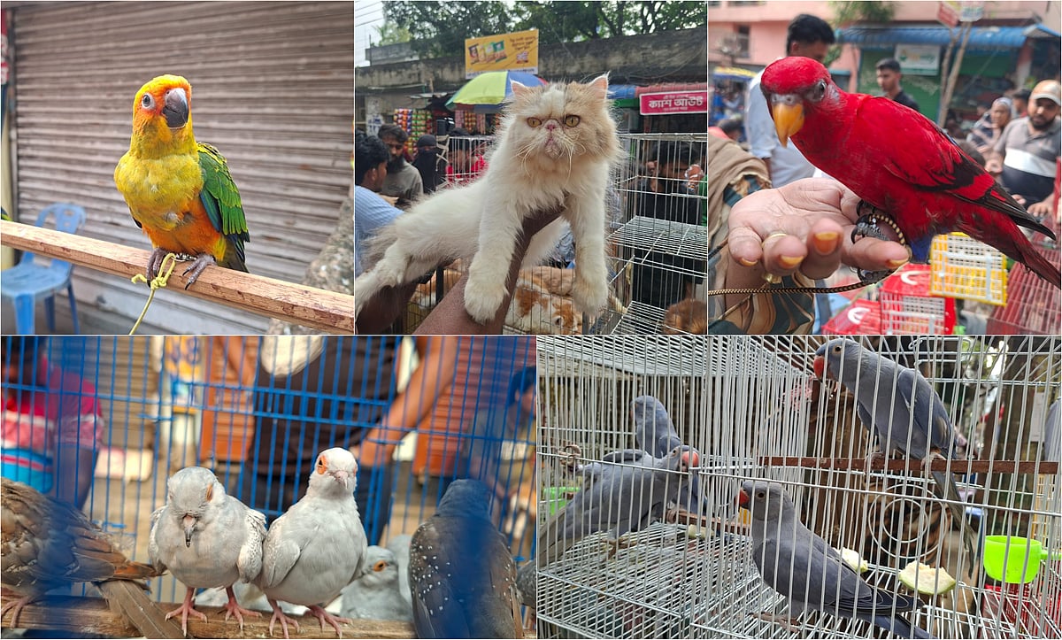 বিড়াল, টিয়া, ককাটিয়েল, কবুতরসহ নানা ধরনের পোষা প্রাণী ও পাখির পসরা বসে এই সাপ্তাহিক হাটে। মিরপুর, ঢাকা। ২ অক্টোবর ২০২৬
