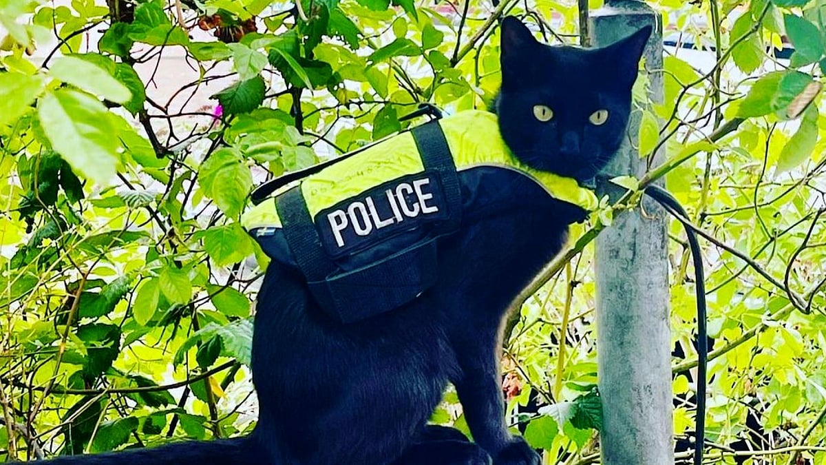 After a uniform patrol, Amsterdam's "sicky cat" was found