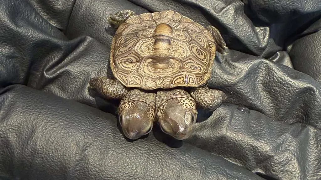 In the United States, Milal's two rare turtles, may be real.