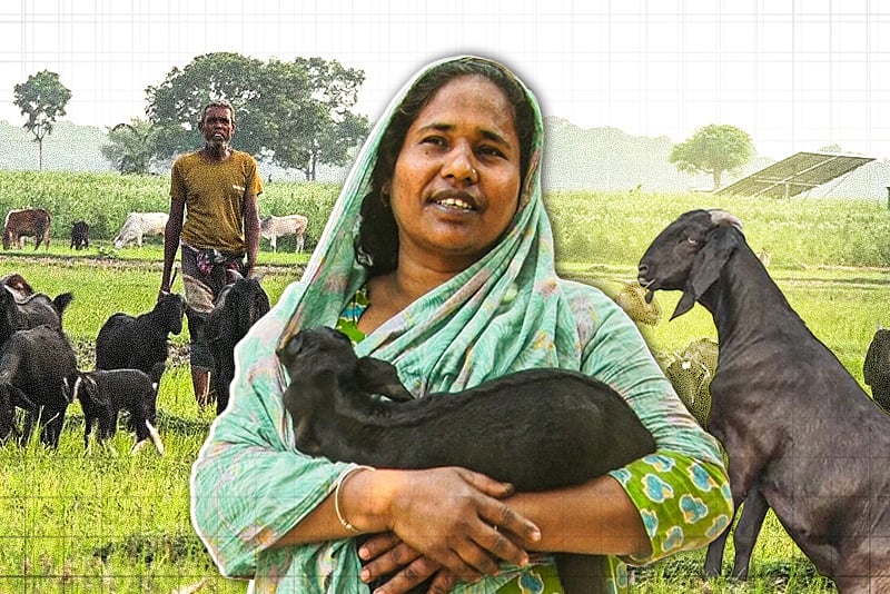 ব্ল্যাক বেঙ্গল ছাগল কি বিলুপ্তির পথে, কীভাবে রক্ষা করা যায় এ জাত?