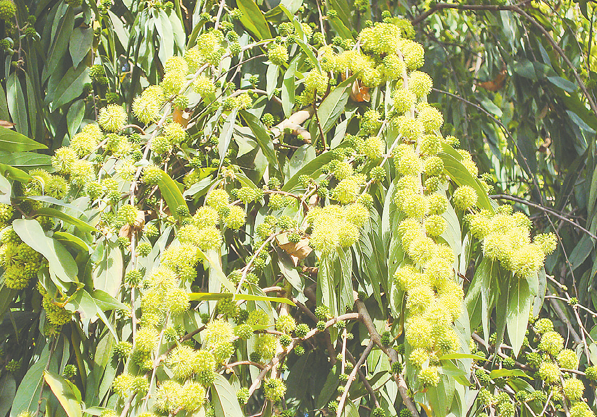 পাহাড়ি গাছ ফুলসুমারি
