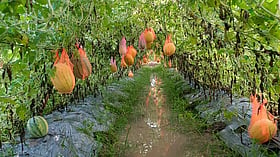 ৩ লাখ টাকার ‘সূর্যডিম’ তরমুজ বিক্রির আশা জব্বারের