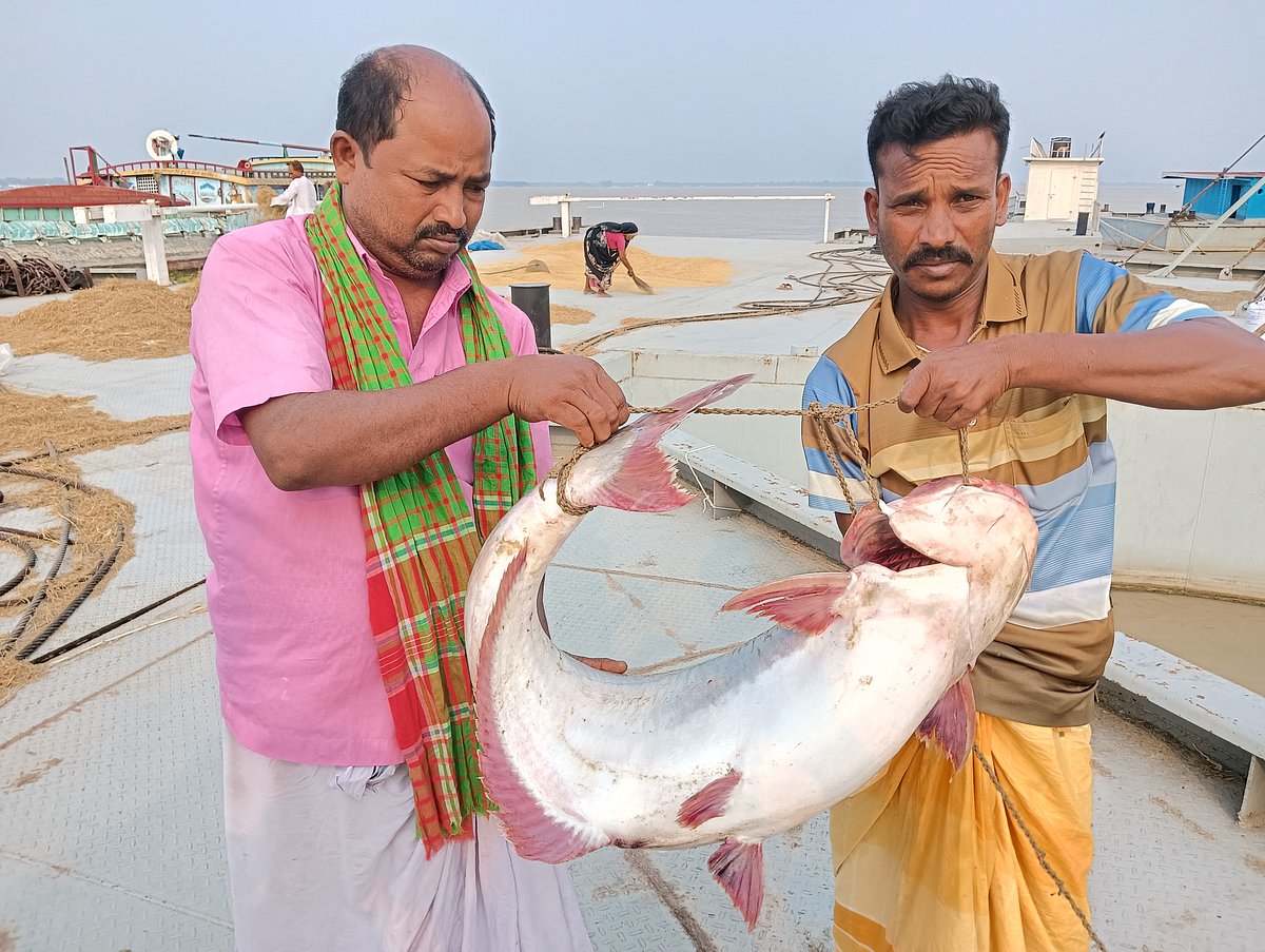 পদ্মায় ধরা পড়ল ১৭ কেজির পাঙাশ, দাম উঠেছে ৩৯ হাজার টাকা