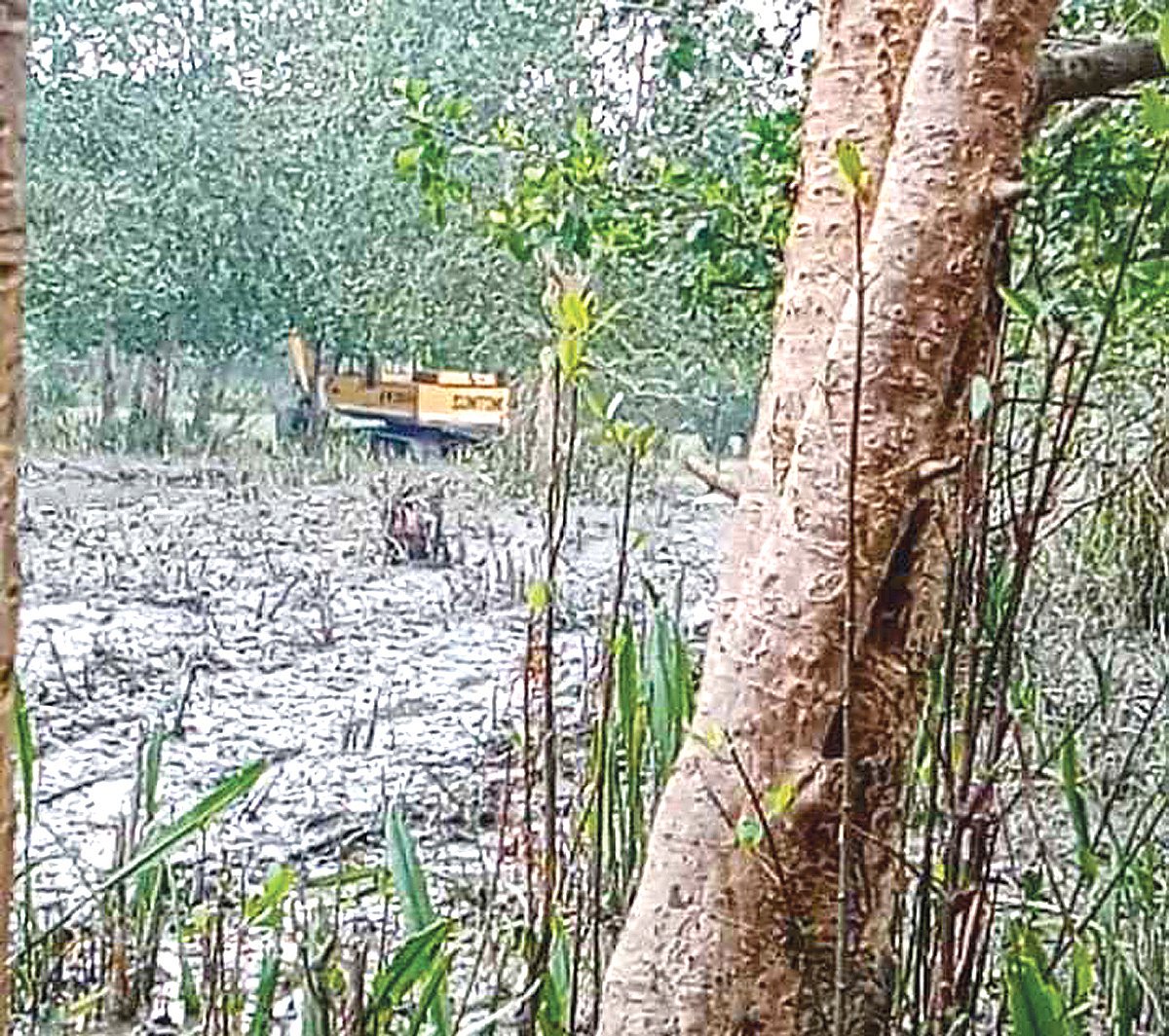 পটুয়াখালীতে বনের গাছ কেটে জমি দখলের অভিযোগ, বন বিভাগের জিডি