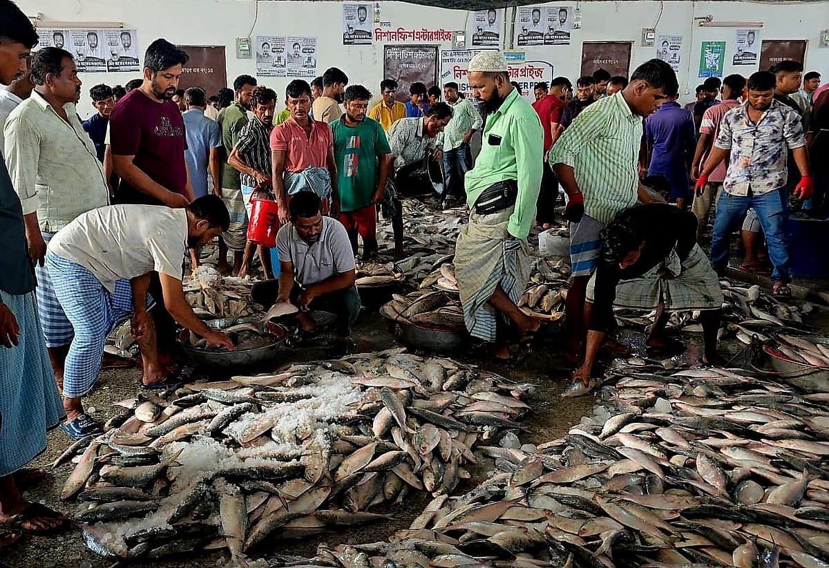 নিষেধাজ্ঞার আগে কক্সবাজারে ধরা পড়ল বিপুল পরিমাণ ইলিশ, দাম কমল কি