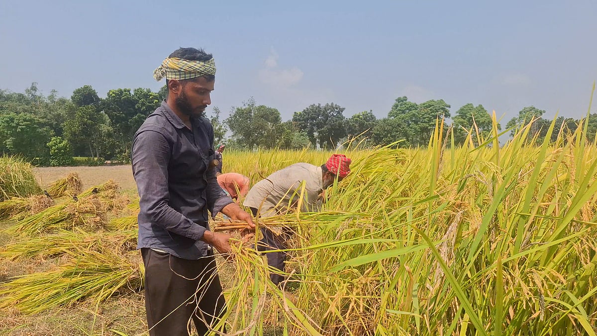 মজুরি নয়, খড়ের বিনিময়ে ধান কাটেন তাঁরা
