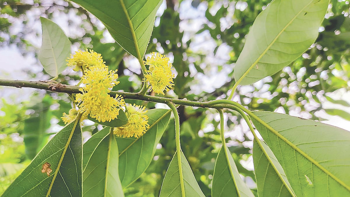 ভেষজ বৃক্ষ কুকুরচিতা