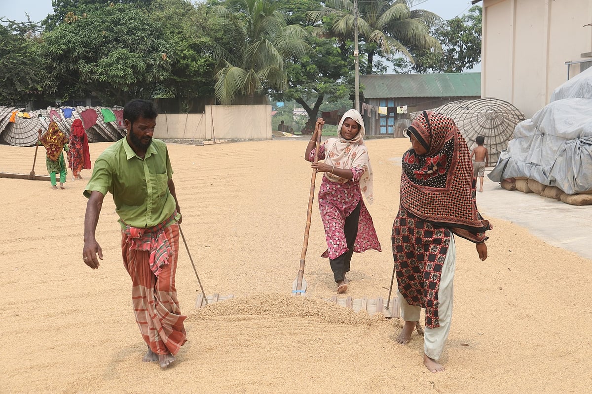 রোদে ধান, রোজগারে সংসার