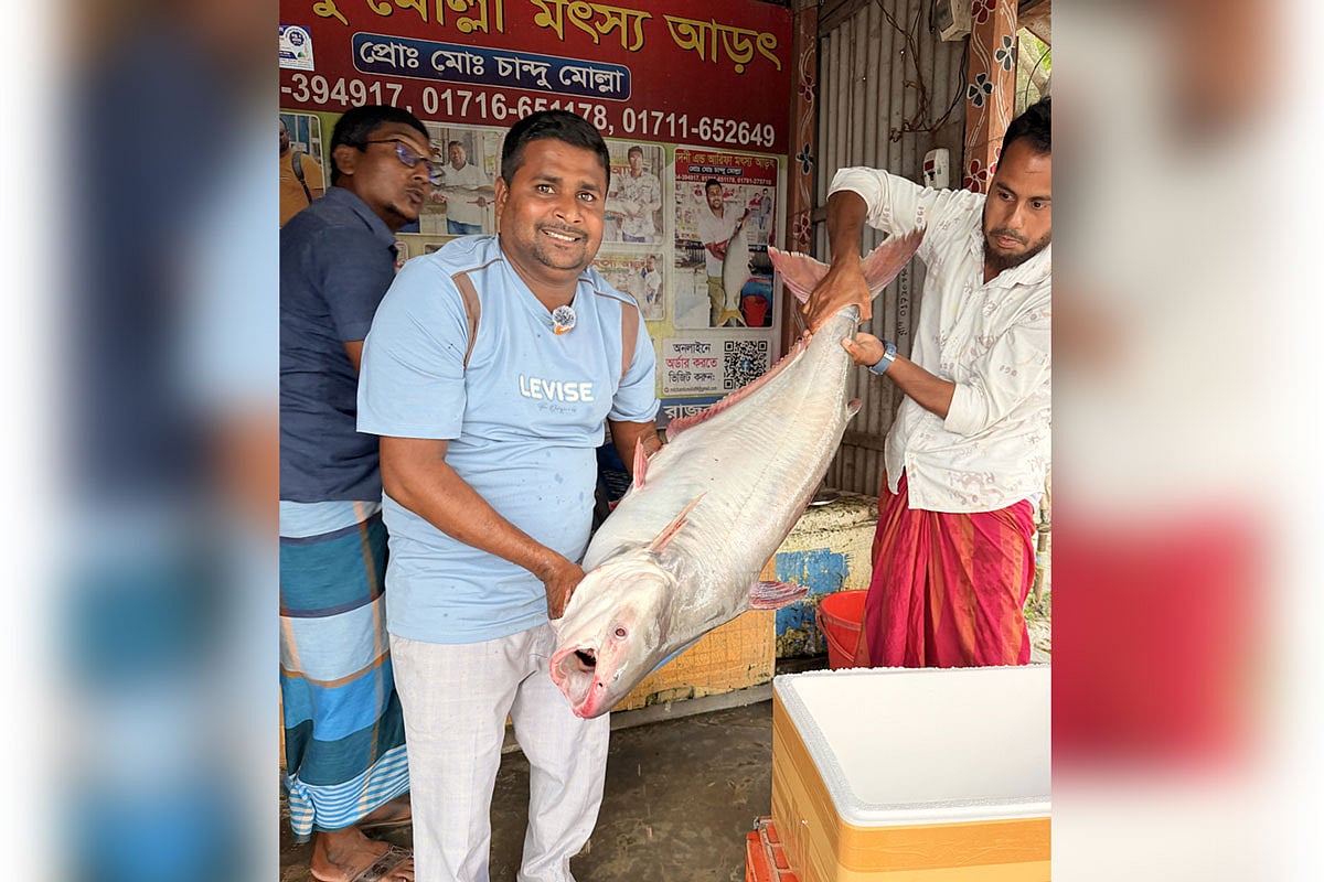 পদ্মার এক পাঙাশ বিক্রি হলো প্রায় ৫০ হাজার টাকায়