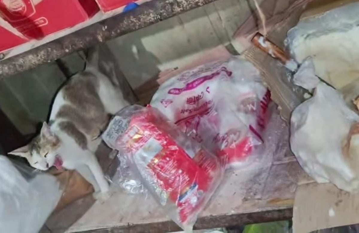 কোথাও খাবারে তেলাপোকা, কোথাও খাবার তৈরির স্থানে শুয়েছিল বিড়াল