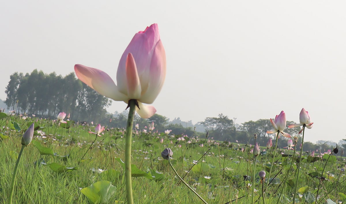 সবুজের মধ্যে সাদা-গোলাপির আটাইকিরি পদ্মবিল