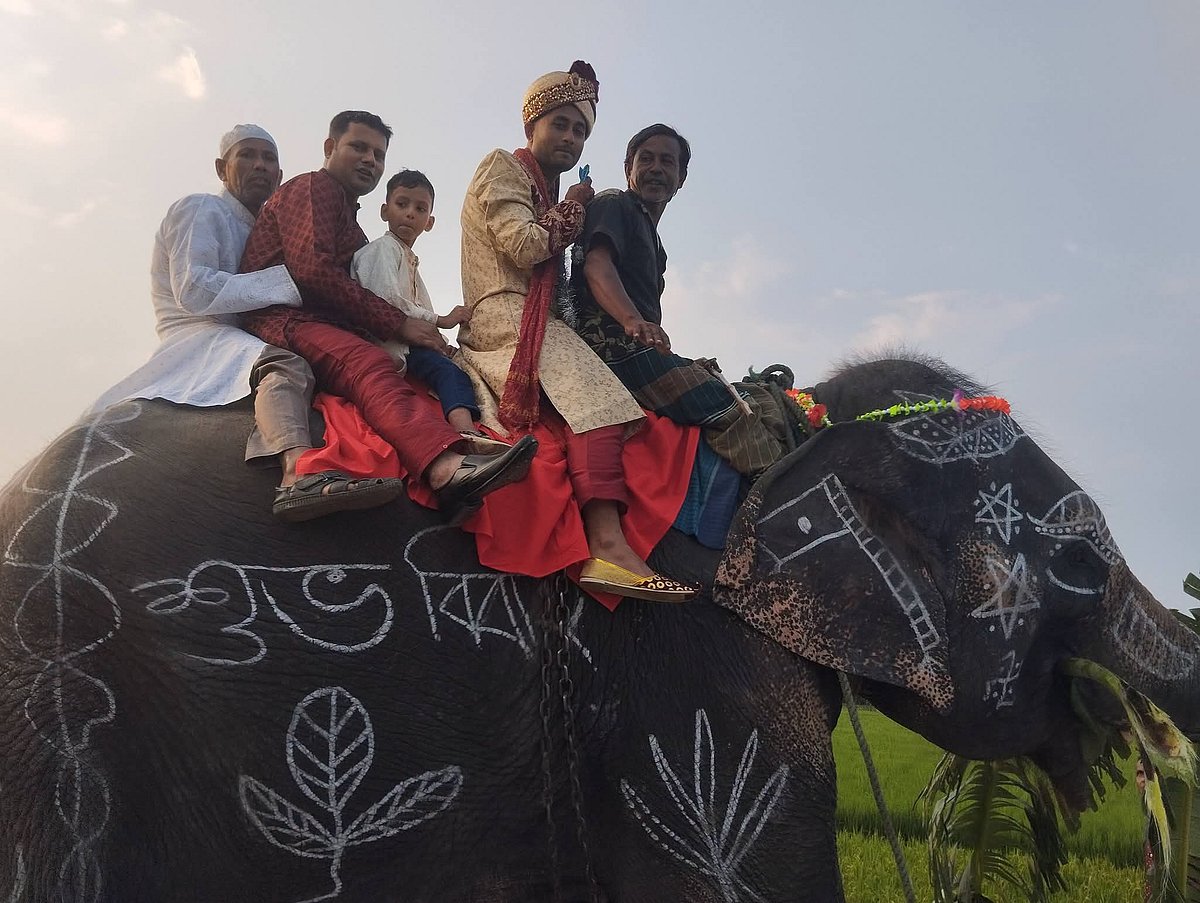 Mère et papa veulent remplir les éléphants, regarder les habitants