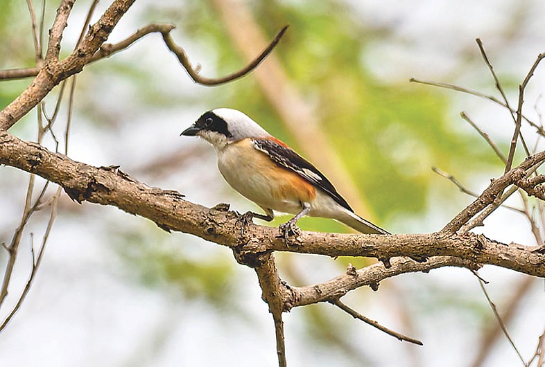 বাবুডাইংয়ের ছোট লাটোরা