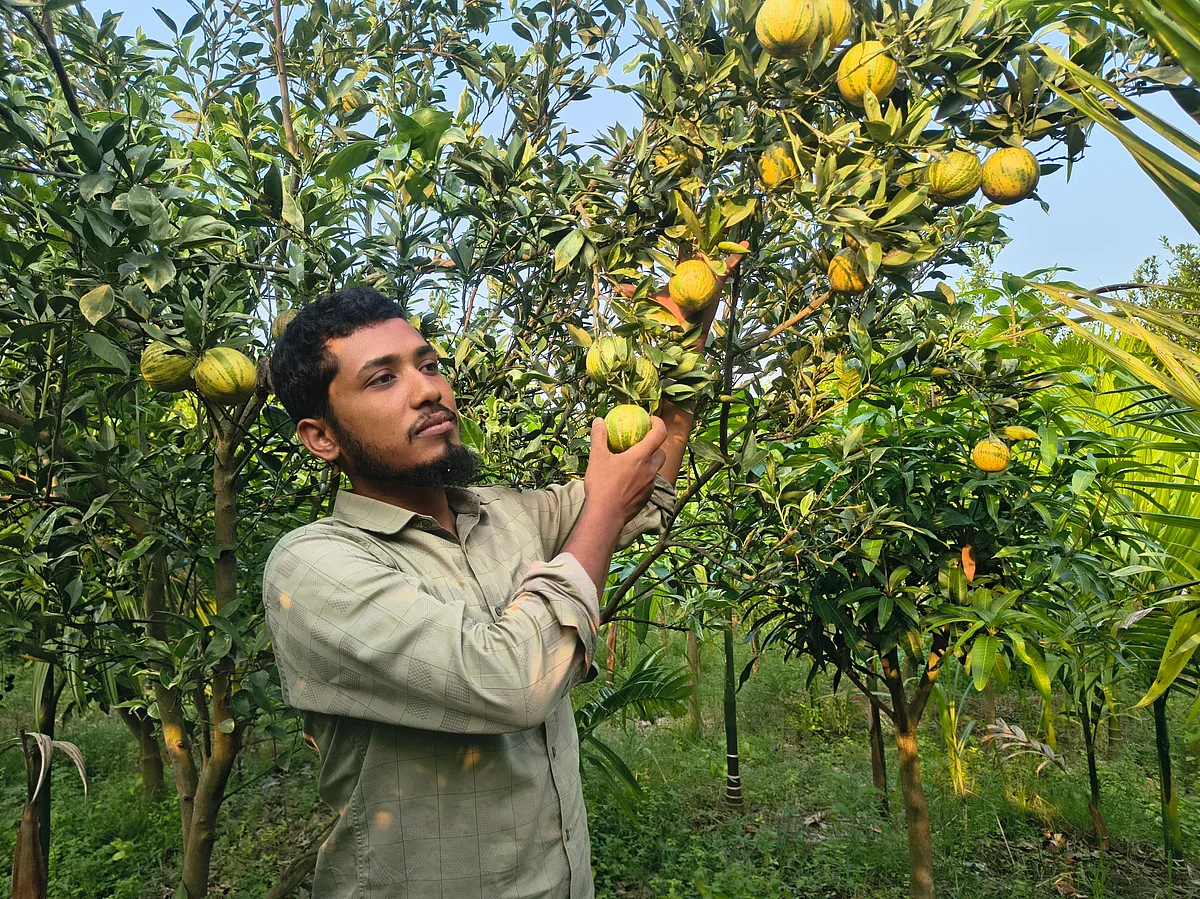 এক গাছ থেকে সাড়ে ৭ একরের বাগান ফারুকের, বছরে ৩২ লাখ টাকার ফল–চারা বিক্রি