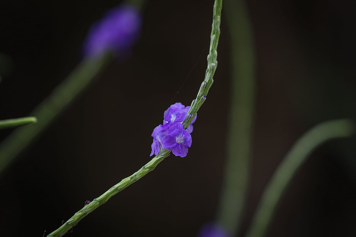 একঝলক (১২ অক্টোবর  ২০২৬)