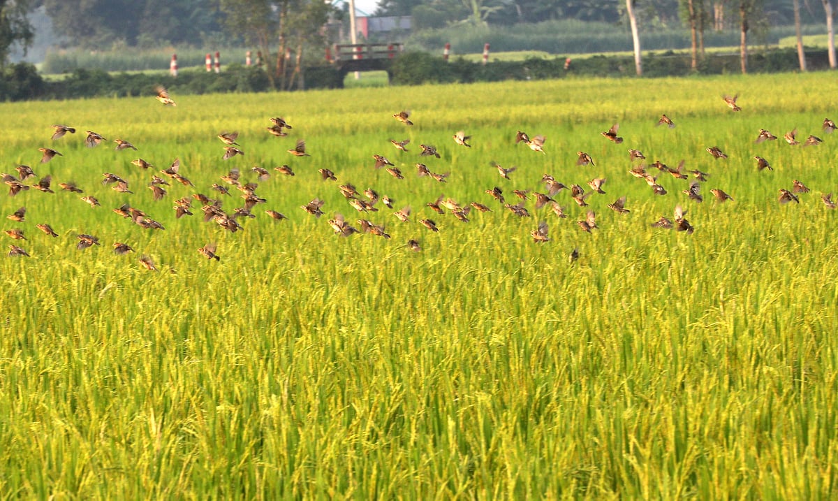 ধানখেতে বাবুই পাখির ঝাঁক