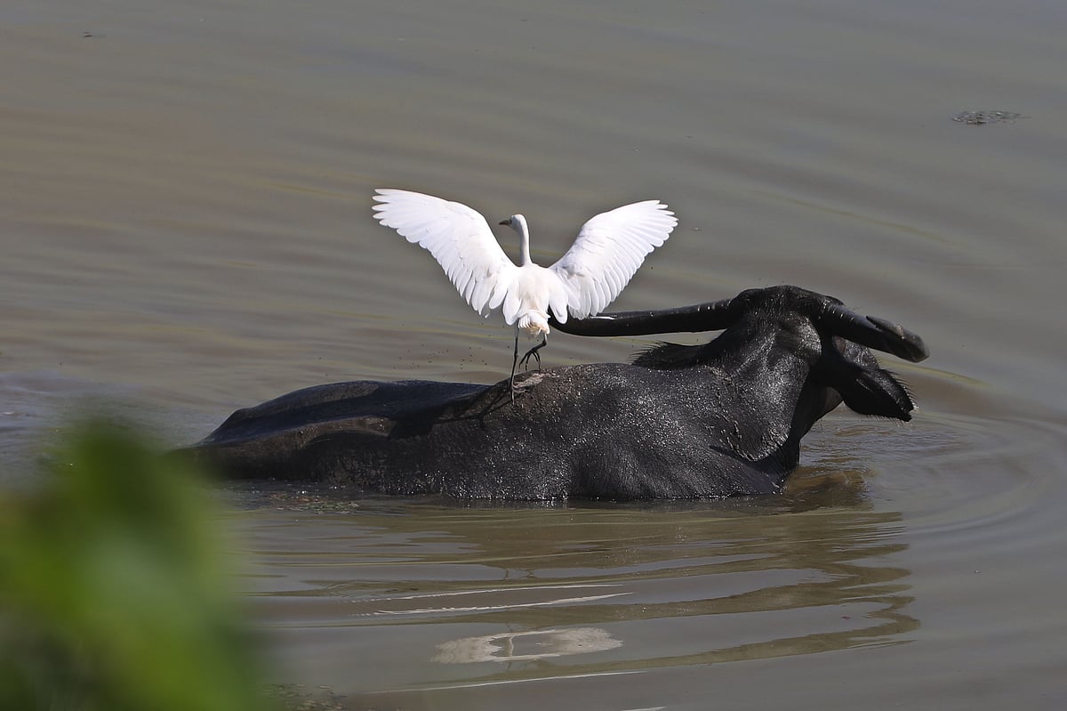 বক-মহিষের সখ্য