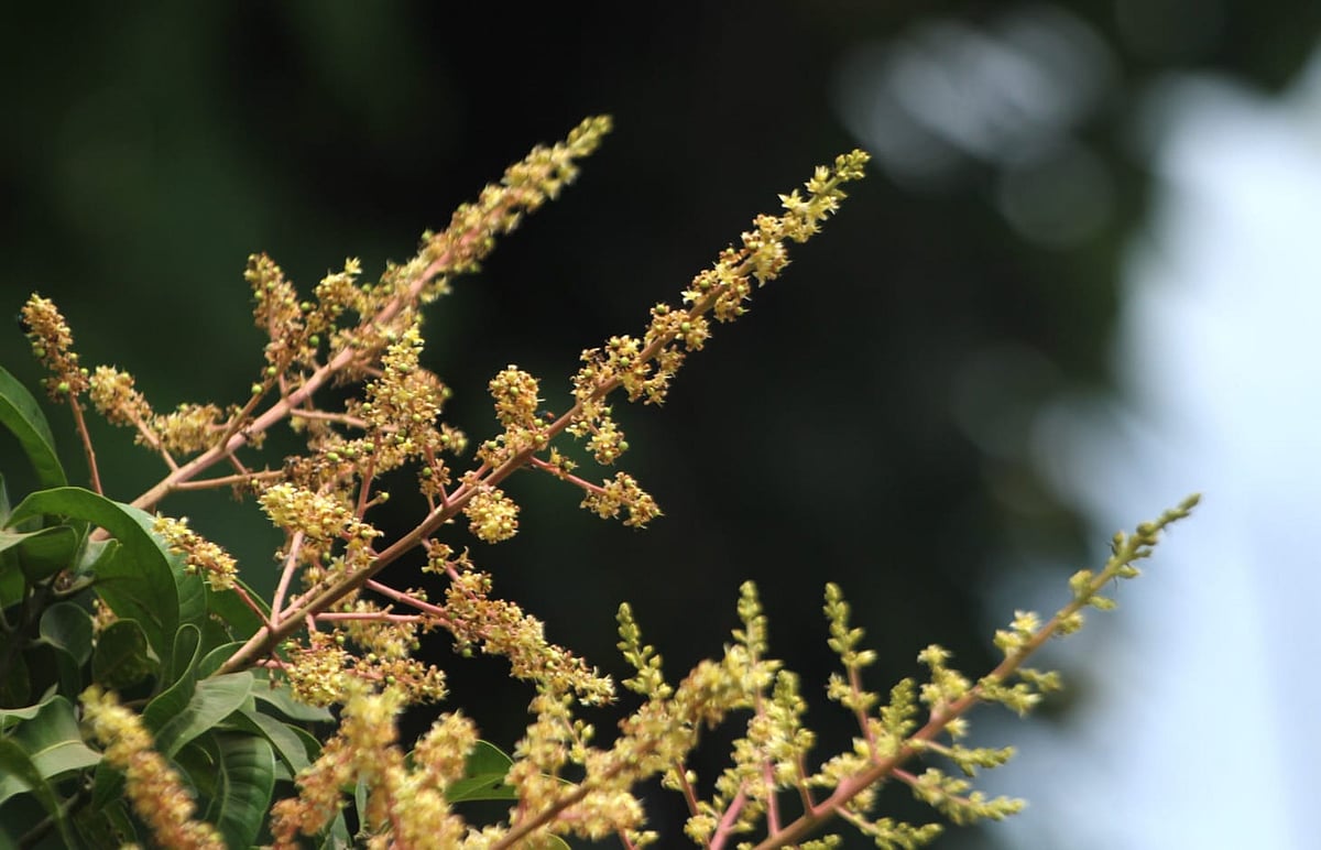 শরৎ শেষে হেমন্তের ছোয়া